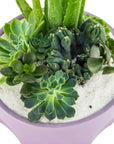 Purple Desert Gem Planting - Green Fresh Florals + Plants