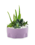 Purple Desert Gem Planting - Green Fresh Florals + Plants