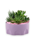 Purple Desert Gem Planting - Green Fresh Florals + Plants
