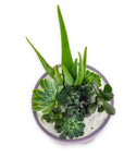 Purple Desert Gem Planting - Green Fresh Florals + Plants