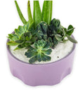 Purple Desert Gem Planting - Green Fresh Florals + Plants