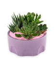 Purple Desert Gem Planting - Green Fresh Florals + Plants