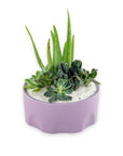 Purple Desert Gem Planting - Green Fresh Florals + Plants