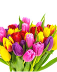 Rainbow Brite Tulips - Green Fresh Florals + Plants