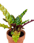 Rattlesnake Calathea - Green Fresh Florals + Plants