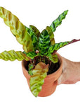 Rattlesnake Calathea - Green Fresh Florals + Plants