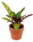 Rattlesnake Calathea - Green Fresh Florals + Plants