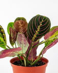 Red Prayer Plant - Green Fresh Florals + Plants