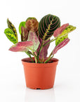 Red Prayer Plant - Green Fresh Florals + Plants