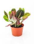 Red Prayer Plant - Green Fresh Florals + Plants