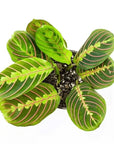 Red Prayer Plant - Green Fresh Florals + Plants