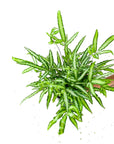 Ribbon Fern Houseplant- Green Fresh Florals + Plants