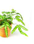 Ribbon Fern Houseplant - Green Fresh Florals + Plants
