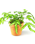 Ribbon Fern Houseplant - Green Fresh Florals + Plants