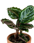 Rose-Painted Calathea - Green Fresh Florals + Plants