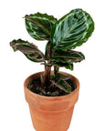 Rose-Painted Calathea - Green Fresh Florals + Plants