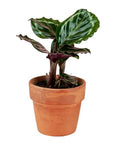 Rose-Painted Calathea - Green Fresh Florals + Plants