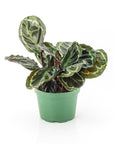 Rose-Painted Calathea - Green Fresh Florals + Plants