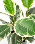 Rubber Tree Tineke - Green Fresh Florals + Plants