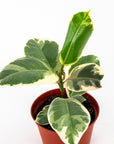 Rubber Tree Tineke - Green Fresh Florals + Plants