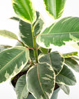 Rubber Tree Tineke - Green Fresh Florals + Plants