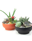 Rust Crystal Succulent Garden - Green Fresh Florals + Plants