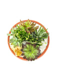 Rust Crystal Succulent Garden - Green Fresh Florals + Plants