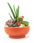 Rust Crystal Succulent Garden - Green Fresh Florals + Plants