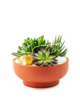 Rust Crystal Succulent Garden - Green Fresh Florals + Plants