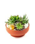 Rust Crystal Succulent Garden - Green Fresh Florals + Plants