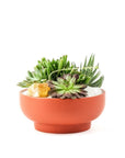 Rust Crystal Succulent Garden - Green Fresh Florals + Plants