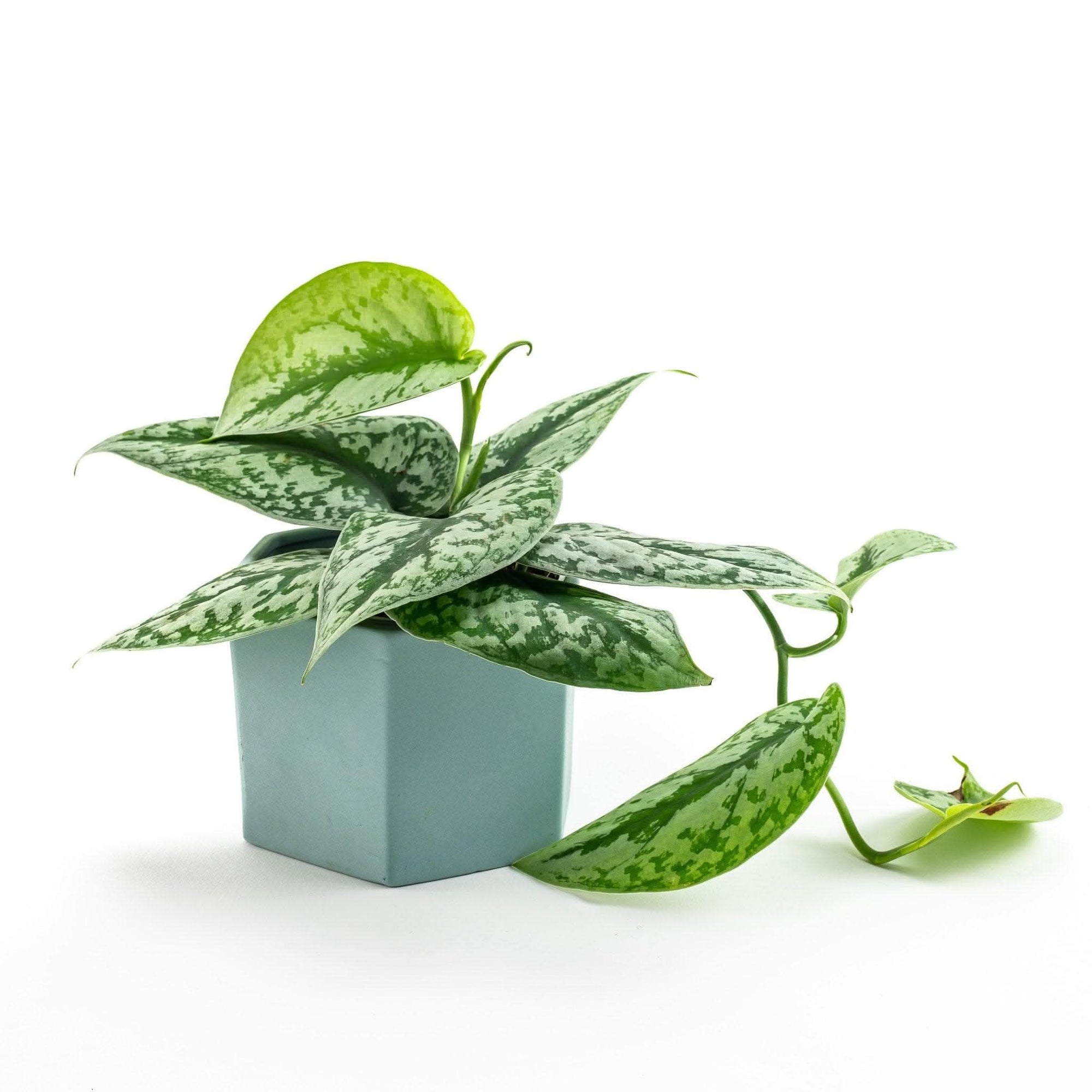 Silver Splash Pothos - Green Fresh Florals + Plants
