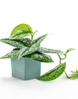Silver Splash Pothos - Green Fresh Florals + Plants
