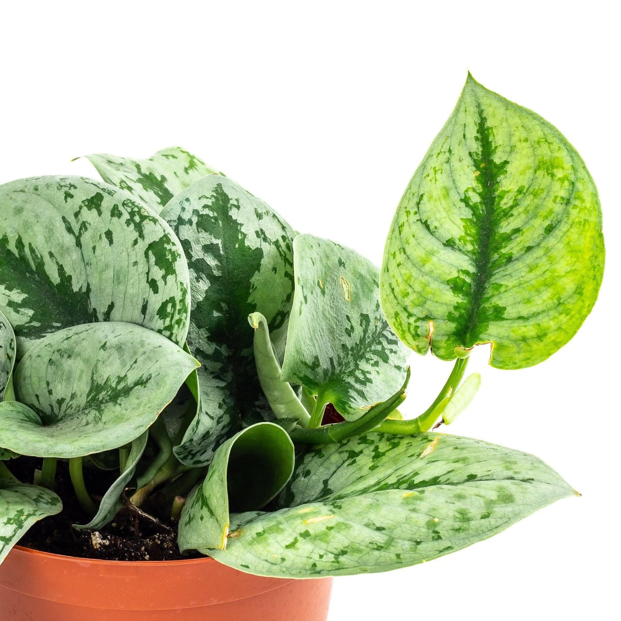 Silver Splash Pothos - Green Fresh Florals + Plants