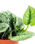 Silver Splash Pothos - Green Fresh Florals + Plants