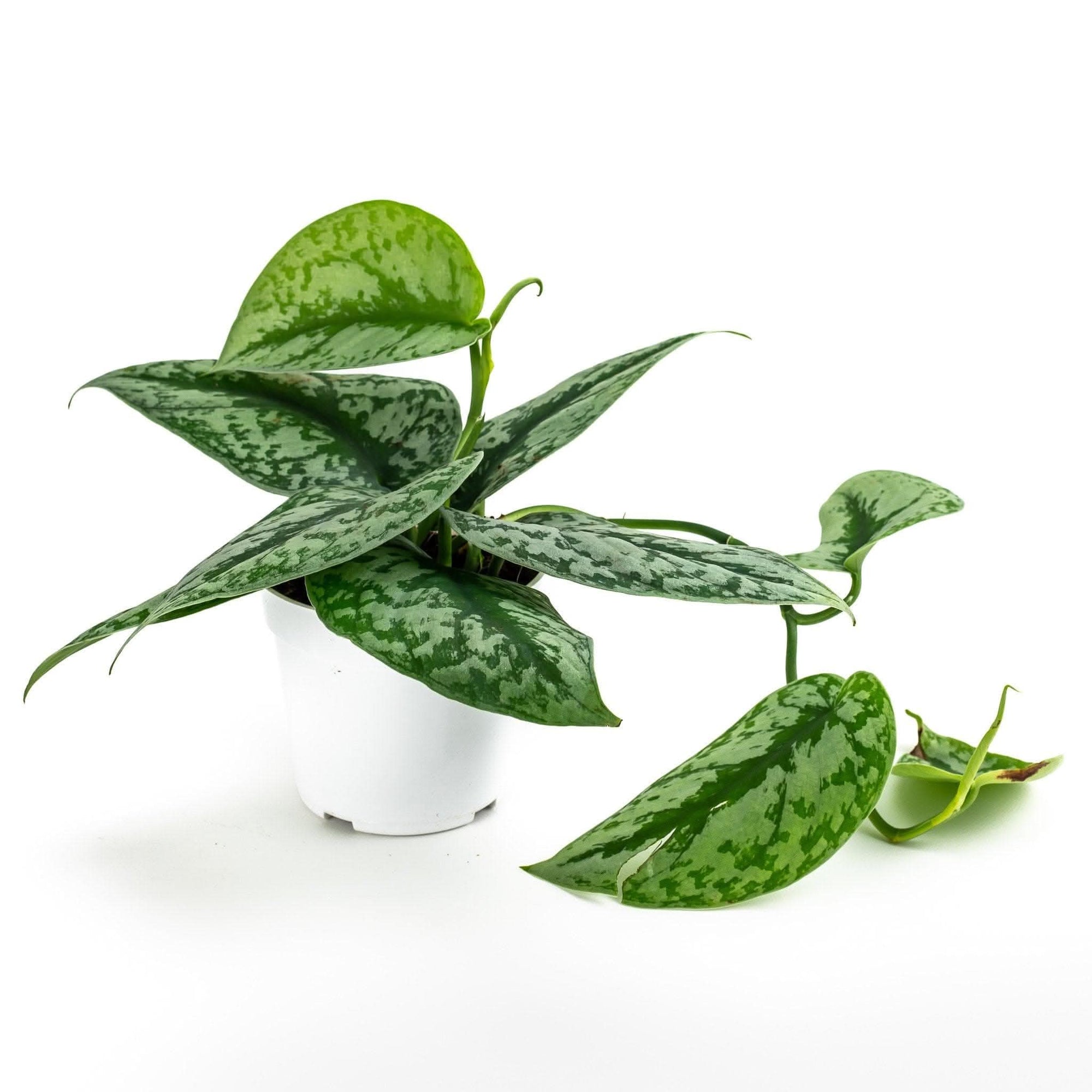 Silver Splash Pothos - Green Fresh Florals + Plants