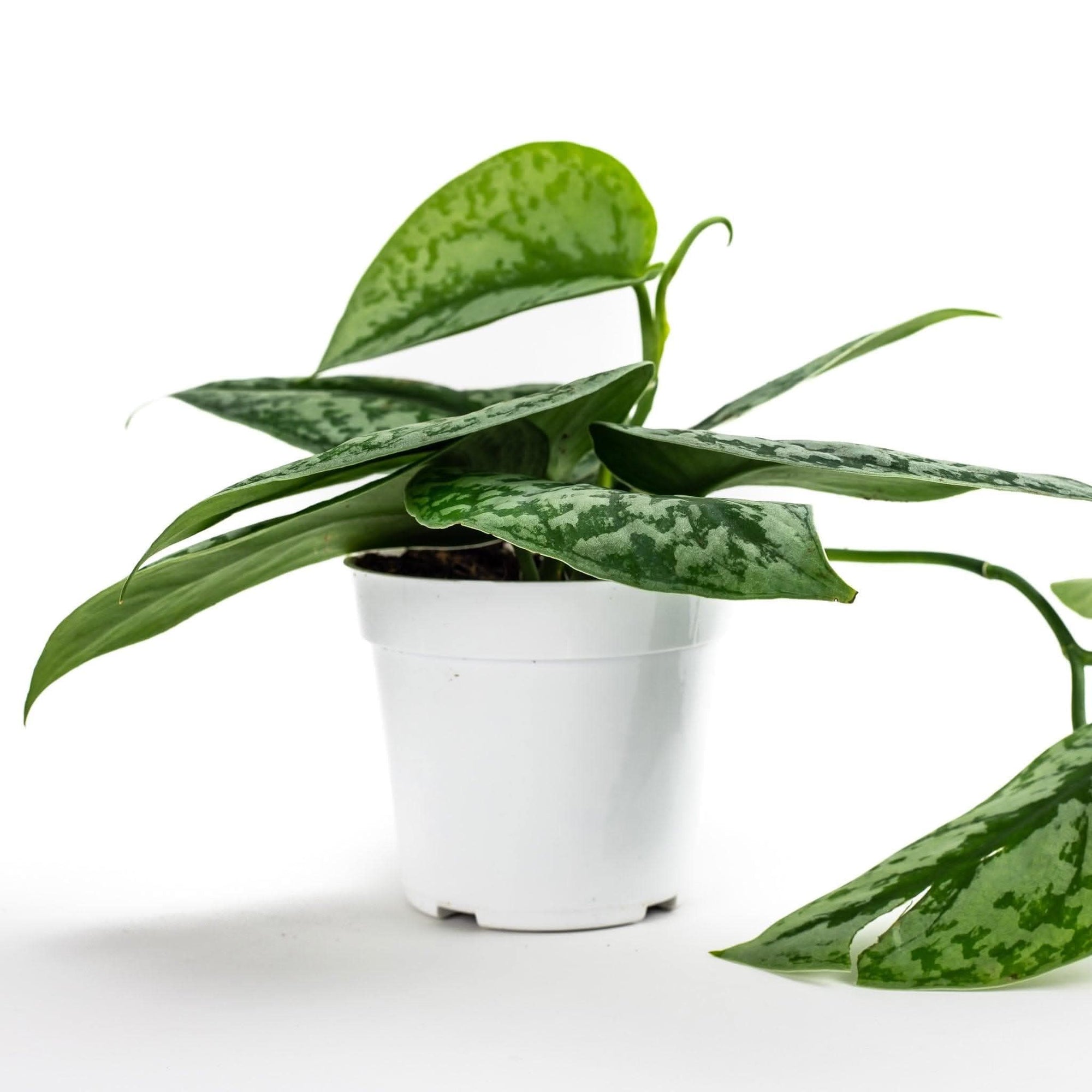 Silver Splash Pothos - Green Fresh Florals + Plants