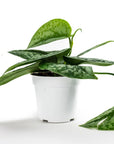 Silver Splash Pothos - Green Fresh Florals + Plants