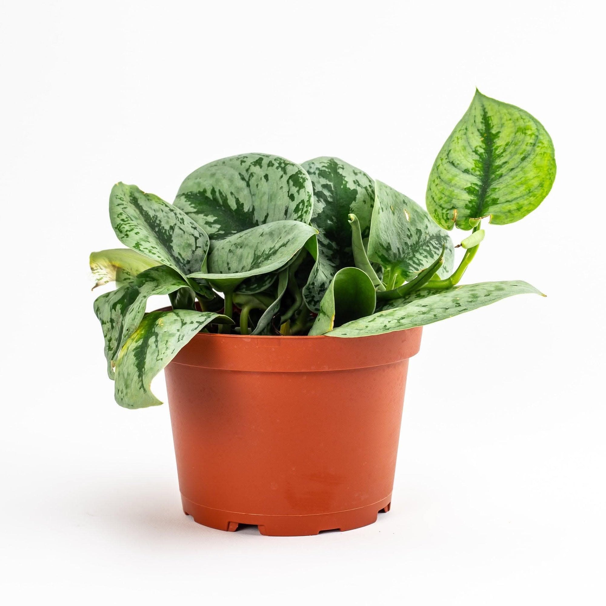 Silver Splash Pothos - Green Fresh Florals + Plants