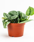 Silver Splash Pothos - Green Fresh Florals + Plants