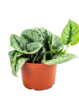 Silver Splash Pothos - Green Fresh Florals + Plants