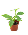 Silver Sword Philodendron - Green Fresh Florals + Plants
