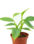 Silver Sword Philodendron - Green Fresh Florals + Plants