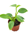 Silver Sword Philodendron - Green Fresh Florals + Plants