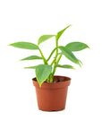 Silver Sword Philodendron - Green Fresh Florals + Plants