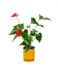 Small Gemstone Potted Anthurium - Green Fresh Florals + Plants