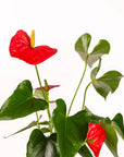 Small Gemstone Potted Anthurium - Green Fresh Florals + Plants