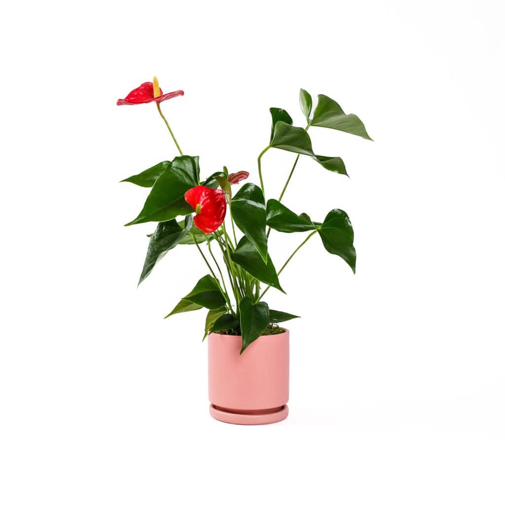 Small Gemstone Potted Anthurium - Green Fresh Florals + Plants