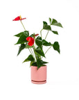 Small Gemstone Potted Anthurium - Green Fresh Florals + Plants