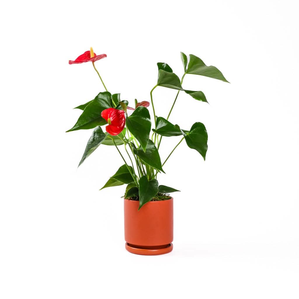 Small Gemstone Potted Anthurium - Green Fresh Florals + Plants